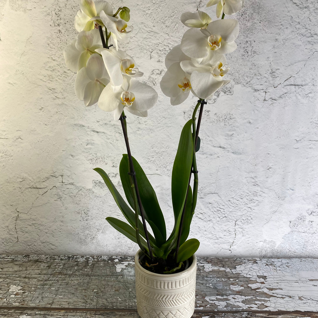 Phalaenopsis Orchid Plant