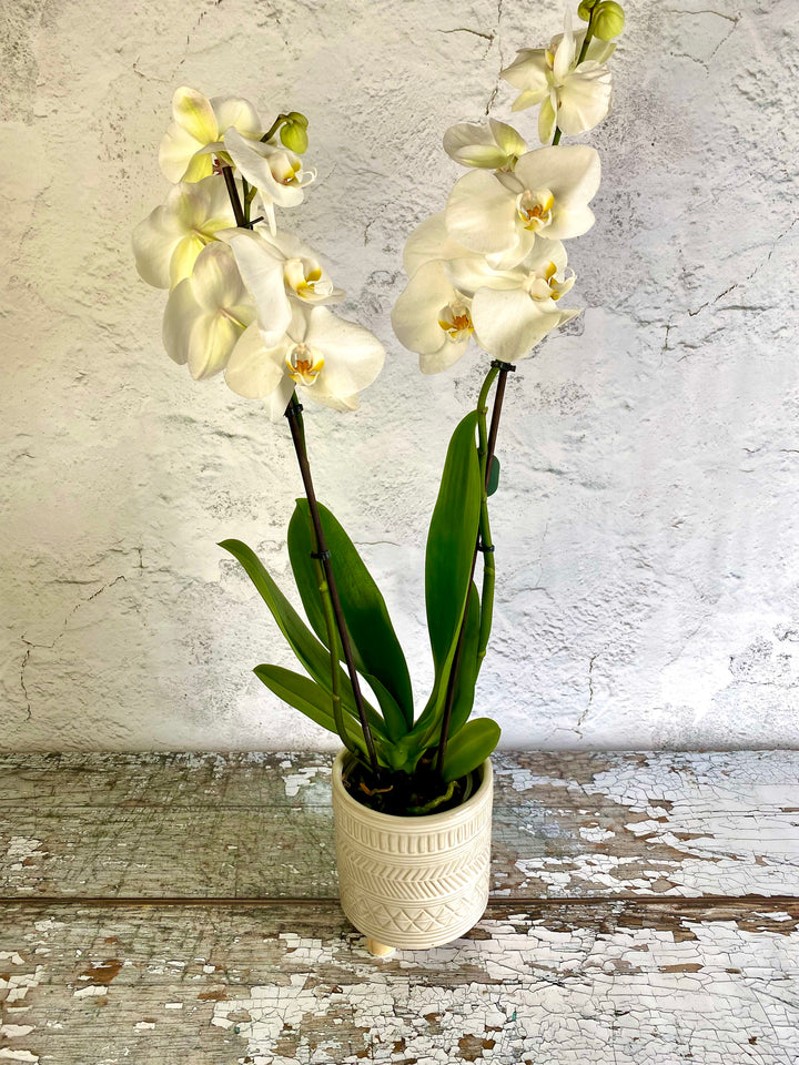 Phalaenopsis Orchid Plant