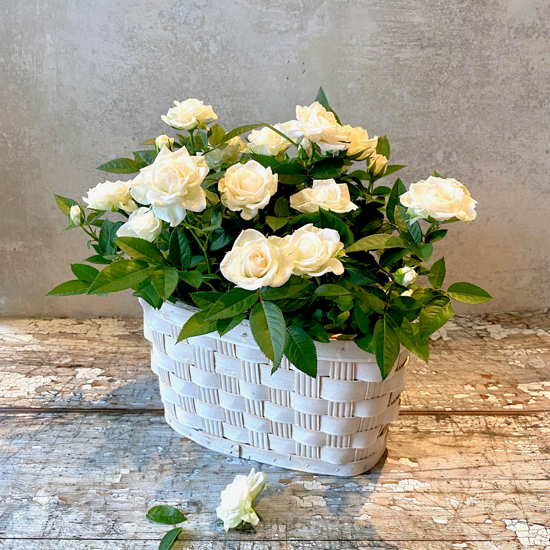 White Mini Rose Planter